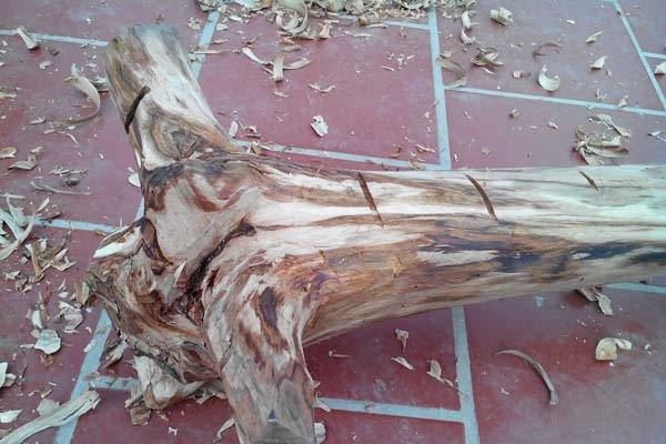 Lấy lõi cây sưa non còn ít tuổi gỗ kém chất lượng