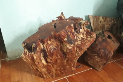 Sưa bắc phần gốc gỗ hàng trăm năm giá 8tr - 1kg