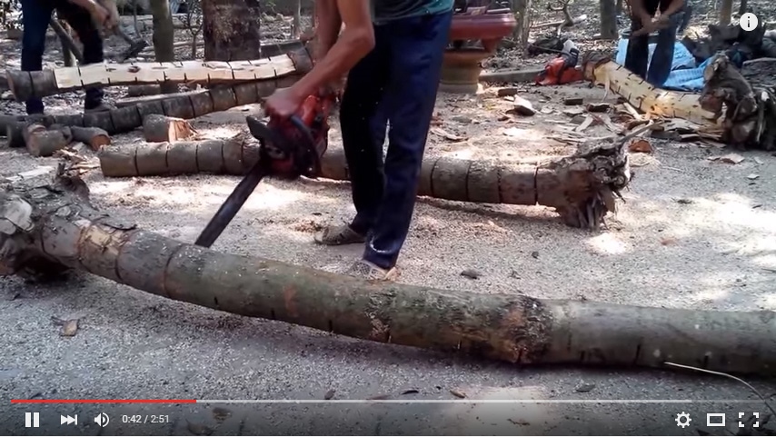 Video quy trình lấy lõi cây sưa đỏ - gỗ sưa đỏ