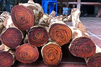 Báo Giá Gỗ Sưa 2024 - thu mua cây sưa, gỗ sưa toàn quốc