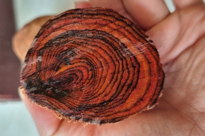 cành gỗ sưa bắc già 100 năm tuổi m081