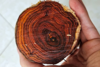 cành gỗ sưa bắc già 100 năm tuổi ms080