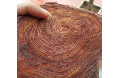 Sưa bắc gỗ hàng trăm năm vân siêu đẹp ms045