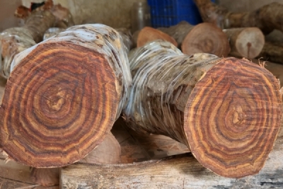 gỗ sưa bắc chất đỏ đen đk 11cm giá 260k - 1kg ms071