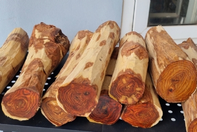 gỗ sưa còn non khoảng 20 năm tuổi bán lẻ từng khúc ms114
