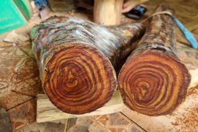 gỗ sưa bắc 20 năm tuổi 260k - 1kg ms063