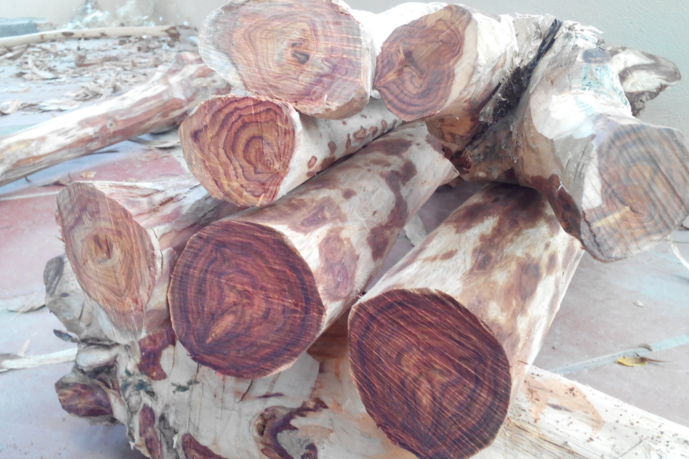 Báo Giá Gỗ Sưa 2021 - thu mua cây sưa, gỗ sưa toàn quốc